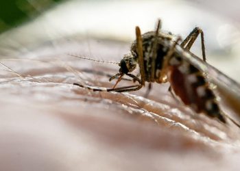 Africa’s Ongoing Battle Against Malaria: Progress, Challenges, and Implications for 2024