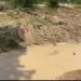 Illegal Mining Ravages Historic River Suble in Nkroful, Threatening Community Water Supply