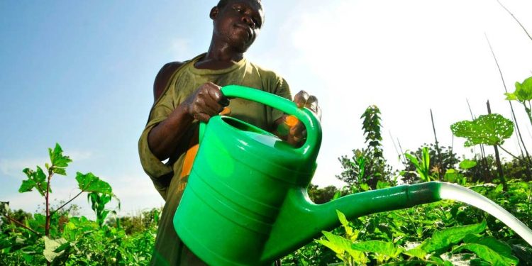 Ghana’s Agricultural Exports at Risk from Illegal Mining Activities